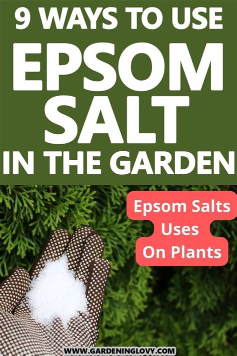9 Ways To Use Epsom Salt In The Garden In 2023 Epsom Salt Uses Epsom