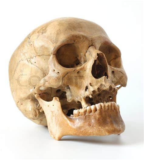 Human Skull On A White Background Stock Photo Colourbox