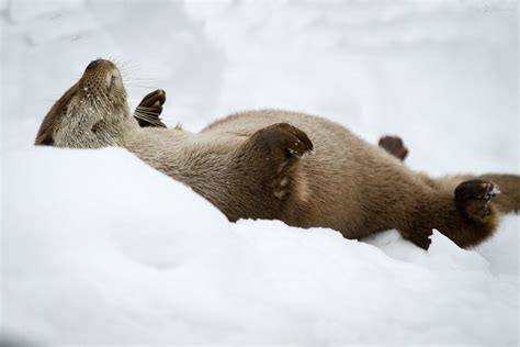 Otter In Snow Flickr Photo Sharing