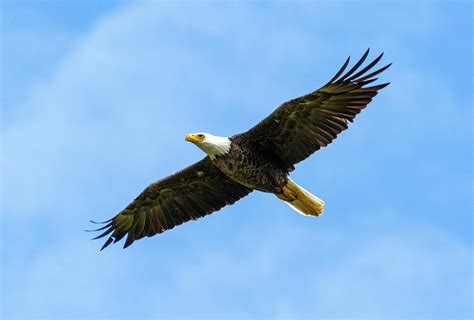 American Bald Eagle Flying Photograph By Deborah Ferrin Pixels