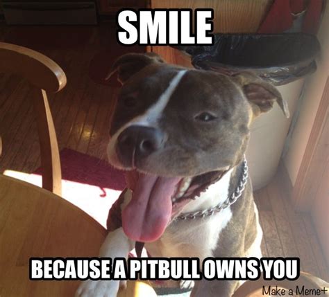 Smilebecause A Pitbull Owns You Pit Bull Pits Funny Smile