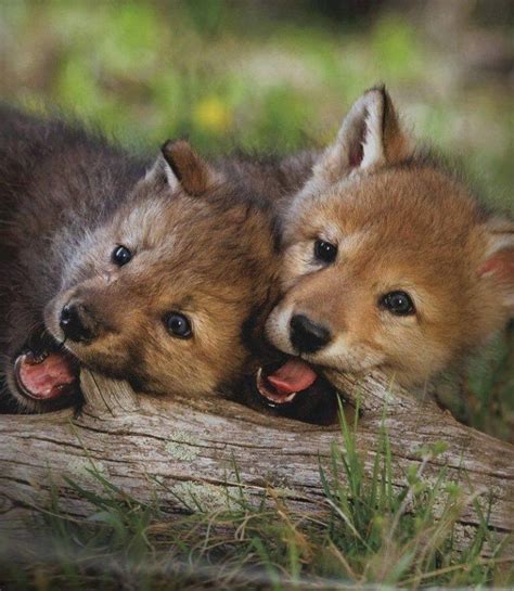 2 Cute Red Wolf Pups Baby Wolves Cute Animals Baby Animals