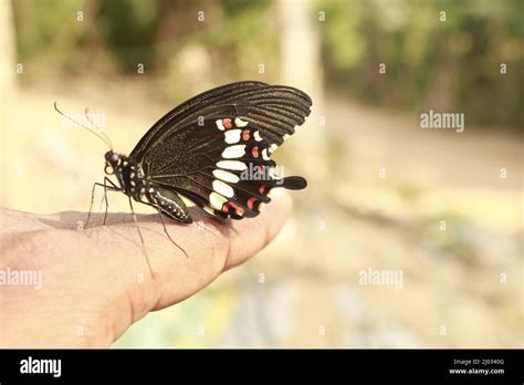 Farfalla In Mano Immagini E Fotografie Stock Ad Alta Risoluzione Alamy