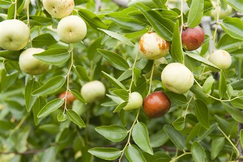 ✅ free shipping on many items! Living Fencing For Mediterranean Climate Regions - Oak ...