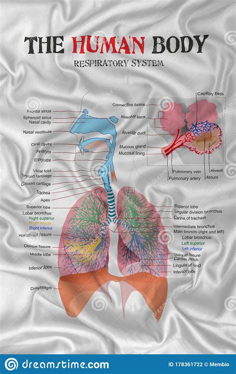Human Body Respiratory System Stock Photo Image Of Blood Medical