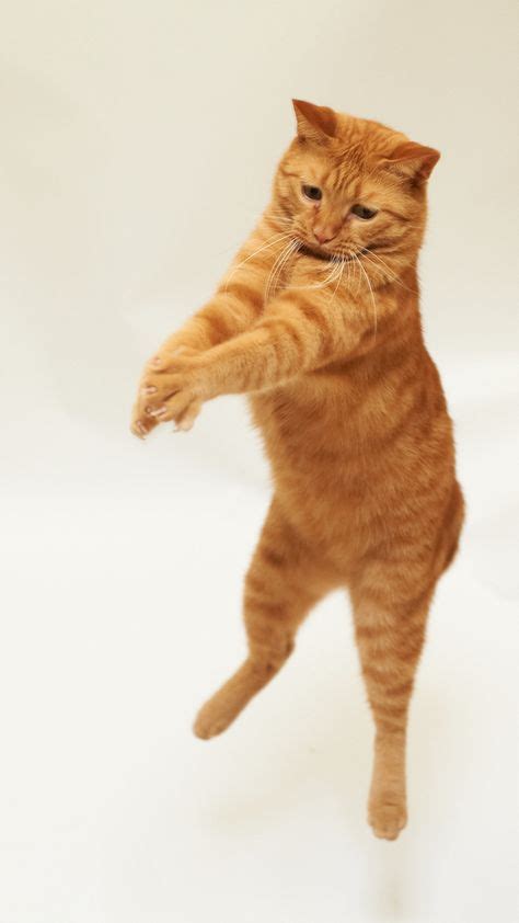 540 Dancing Cats Ideas Dancing Cat Cats Cute Cats