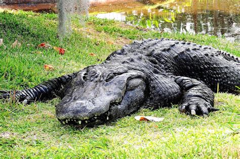 American Alligator - Honolulu Zoo Society