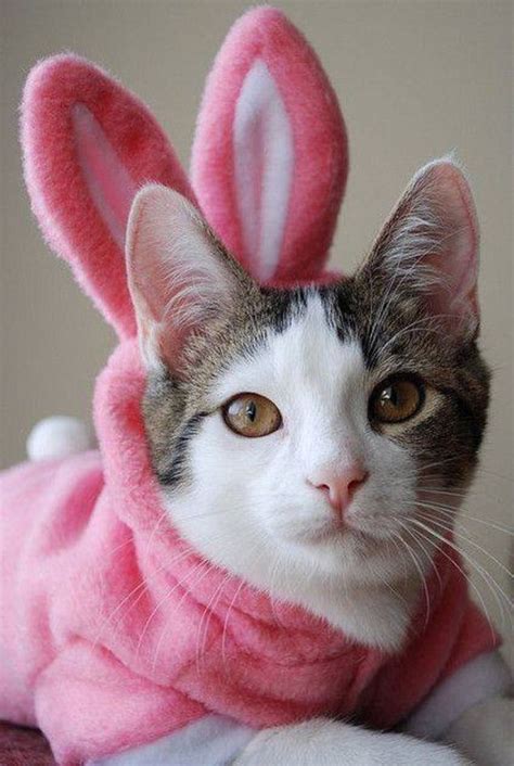Kitty As Easter Bunny Easter Cats Cute Dogs Cat Holidays