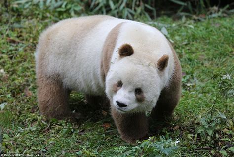 The Worlds Only Brown Panda Qizai Has Broken The Internet With His