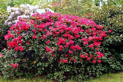 Dwarf Rhododendron Rhododendron Scarlet Wonder In The Rhododendrons
