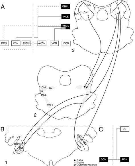 9 Connections Between The Cochlear Nuclei And The Lateral Lemniscal