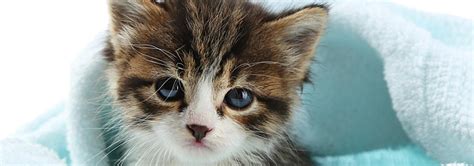 Maybe you would like to learn more about one of these? Choosing the Best Kitten Food for Your Cat | Hill's Pet