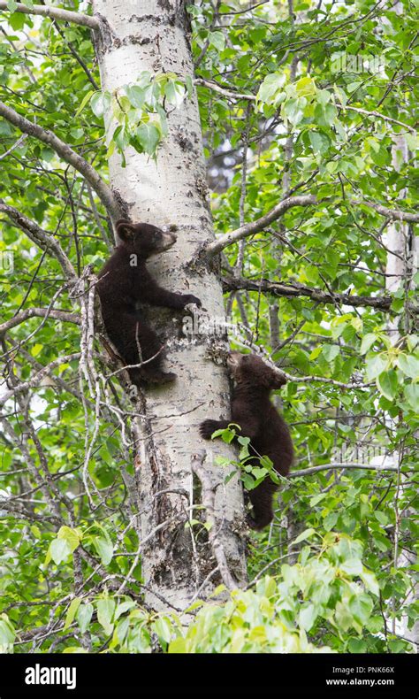Black Bear Cubs Tree Hi Res Stock Photography And Images Alamy