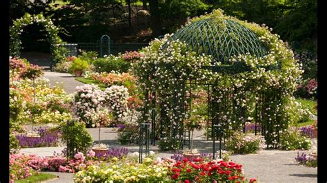 This site uses cookies to improve your experience and to help show content that is more relevant to your interests. Rose garden in the world | Hoa hồng