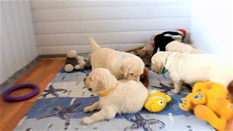 Adorable Animated Puppy Gifs - Best Animations