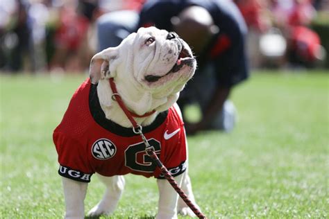 Uga Named Top College Mascot A Look At Georgias Bulldog