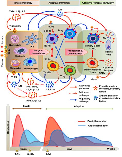 Adaptive Immune System Diagram