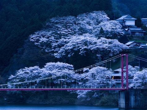 Hd Japan Bridge Sakura Night Wallpaper Download Free 146837