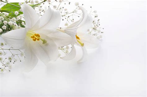 26800 Funeral Flowers Stock Photos Pictures And Royalty Free Images