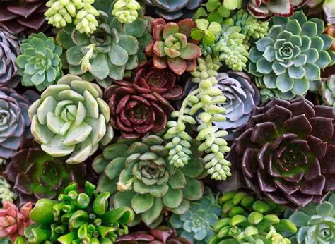 Succulents With Long Stems Heres What To Do About Them Plants Heaven