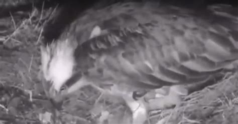 First Osprey Egg Of 2019 Laid At Loch Of The Lowes Daily Record