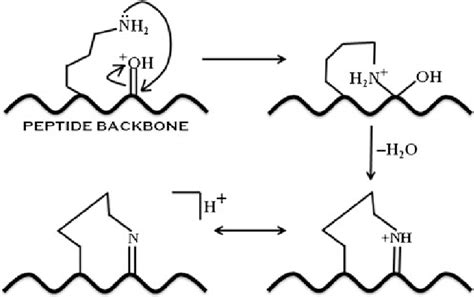 Scheme A Tentative Mechanism Of The Dehydration Reaction Of The