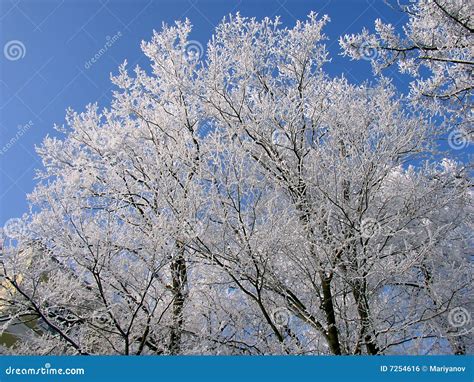 Tree In Hoarfrost Stock Photo Image Of Blue Outdoors 7254616