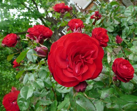 Realty mogul is another option to consider checking out when comparing companies. How about a rose plant for Valentine's Day? - Marin Rose ...
