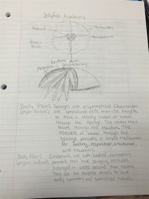 Jellyfish Dissection Lab Naomi Michaelis