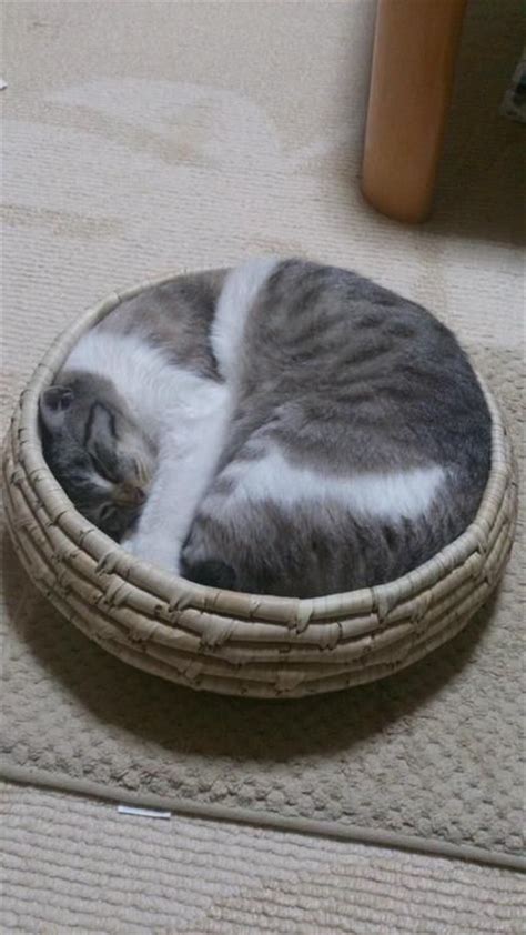 Funny Photos Of Cats Caught Sleeping Cat Fancast