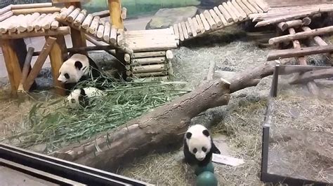 Twin Panda Cubs At The Toronto Zoo Youtube