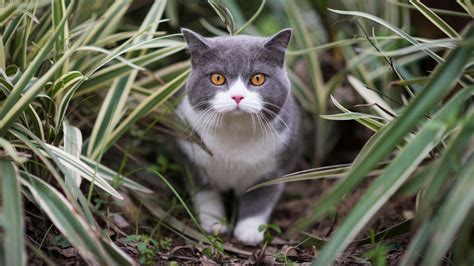9 Of The Rarest Cat Breeds In The World Petsradar