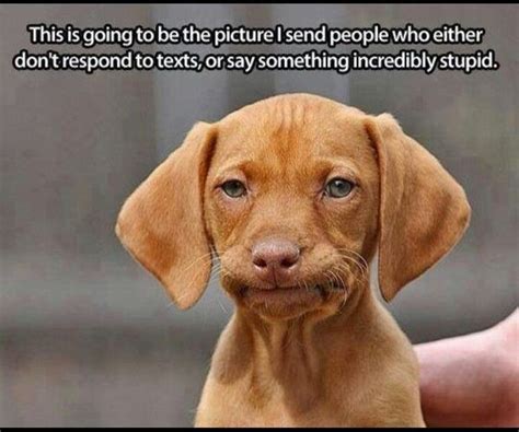 Dog Memes Funny Pictures With Dogs And Puppy