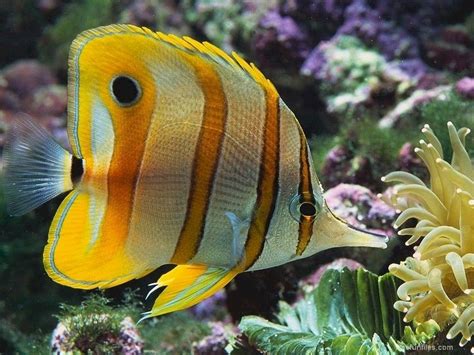 Butterfly Fish Colorful Fish Salt Water Fish Ocean Animals