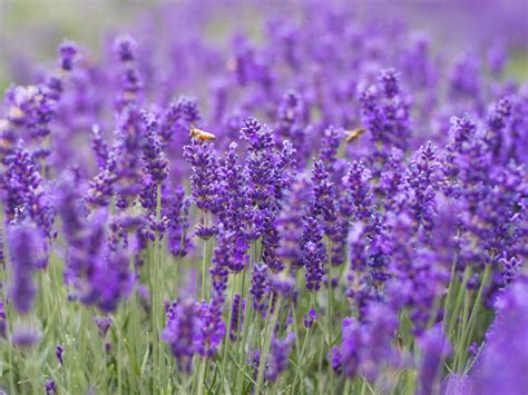 The Violet Flower Natures Delicacy Floraqueen En