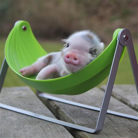 Buzzfeeds Adorably On Twitter Cute Animals Cute Baby Pigs Cute Piglets