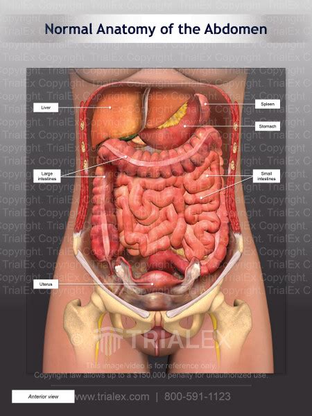 Normal Anterior Abdominal Anatomy Of Female Trial Exhibits Inc