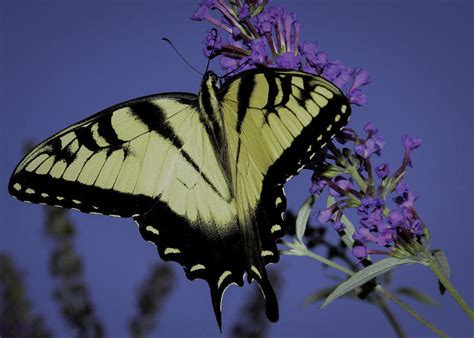 Tiger Swallowtail Photograph By Deb Henman Fine Art America