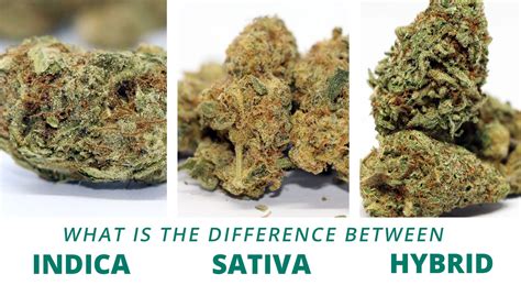 Differences Between Indica Sativa And Hybrid Cannabis