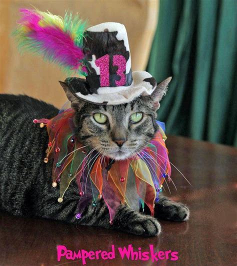 Cat Birthday Hat Cat Party Hat Birthday Hat For Cat Dog Mad