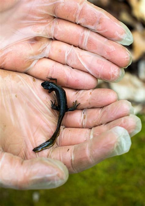 How, and Why, to Hunt the Red-Spotted Newt - The New York ...