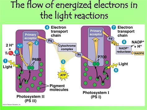 Ppt Photosynthesis Chapter 8 Biology In Focus Ap Bio 2014 Powerpoint