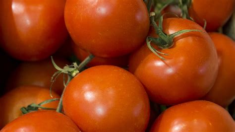 Solanum Lycopersicum Tomato Enine Hydroponic Pvt Ltd