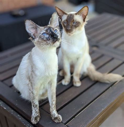 Cat Coat Siamese Point Coloration And Albino Cats — The Little