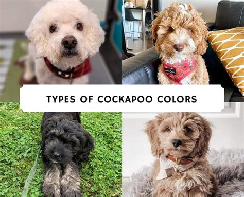Types Of Cockapoo Colors With Pictures We Love Doodles