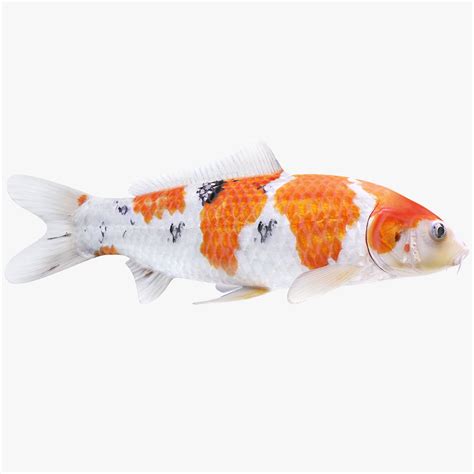 Koi Fish 1 Animated 3d Model 149 Fbx Max Obj Free3d