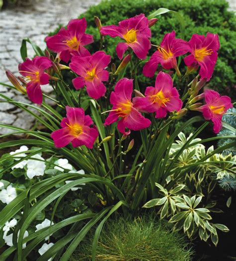 Alastair Junior Tall Perennial Flowers For Partial Shade Shade