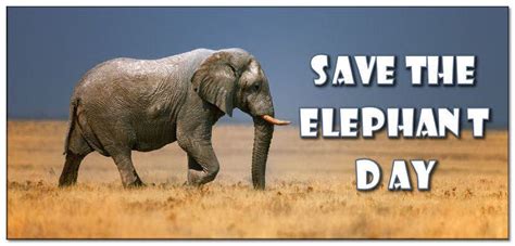 12 Memorable Facts About Elephants For World Elephant Day