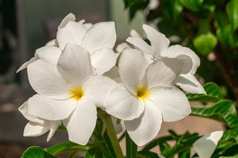 Premium Photo Plumeria Pudica White Flowers Blooming
