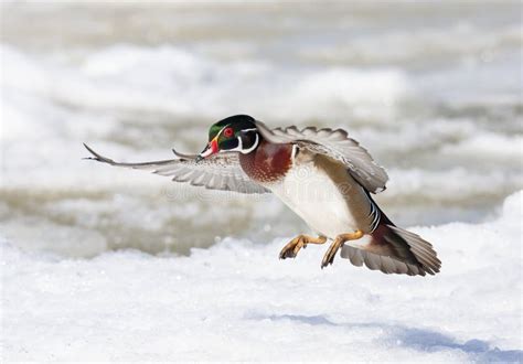 A Wood Duck Male Landing Over The Winter Snow In Ottawa Canada Stock